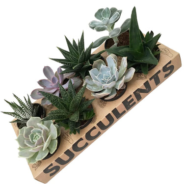 8 Potted Succulents™